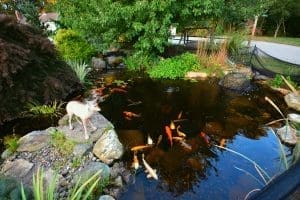 Koi pond with statue and lush greenery