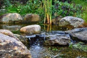 Calm stream with rocks and greenery.