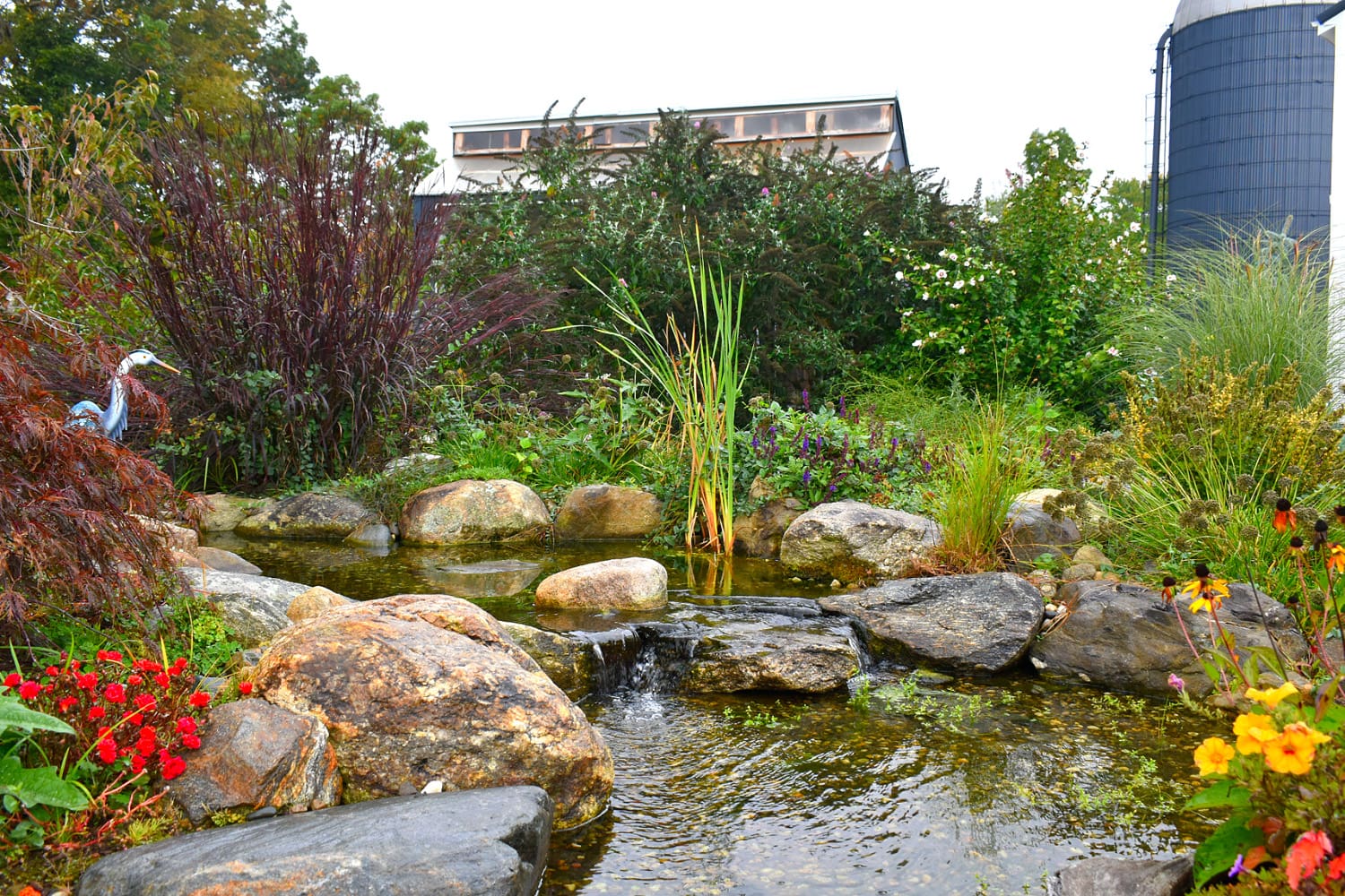 Tranquil garden pond with rocks and flowers.