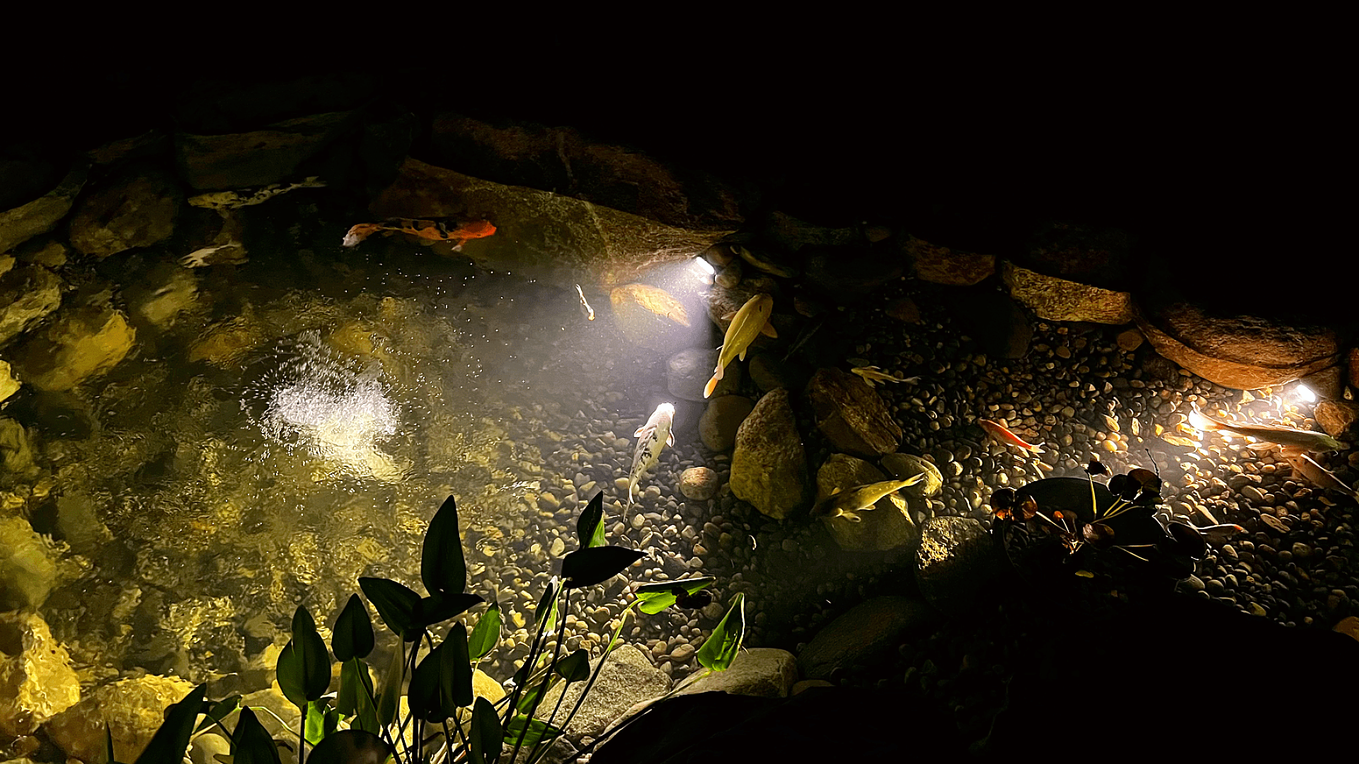 Pond at Night with LED Lighting