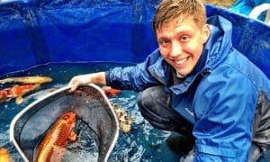 Person with koi fish in a tank.
