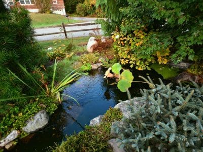 Serene garden pond with lush greenery and plants.