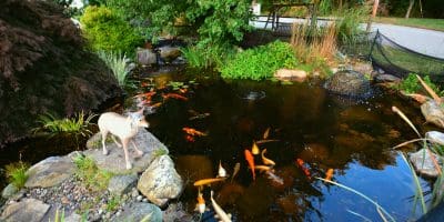 EDITED PHOTO 9-30(9) Koi pond with statue and lush greenery