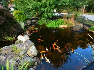 Koi pond with statue and lush greenery