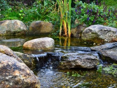 Calm stream with rocks and greenery.