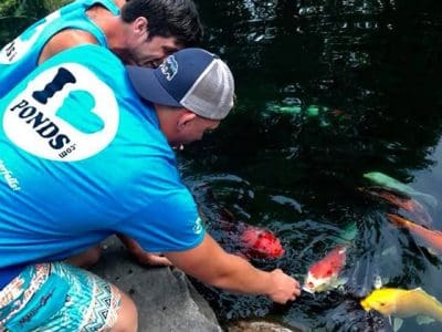 Ponds, pondless water features, fountainscapes, and high-end aquatic landscaping for Massachusetts and beyond