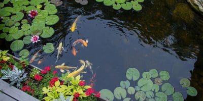 New England Aquatic Landscaping Ponds, pondless water features, fountainscapes, and high-end aquatic landscaping for Massachusetts and beyond