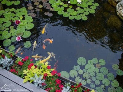 Ponds, pondless water features, fountainscapes, and high-end aquatic landscaping for Massachusetts and beyond