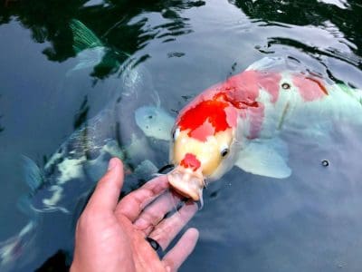 Ponds, pondless water features, fountainscapes, and high-end aquatic landscaping for Massachusetts and beyond