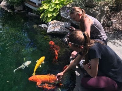 Ponds, pondless water features, fountainscapes, and high-end aquatic landscaping for Massachusetts and beyond