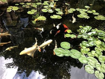 Ponds, pondless water features, fountainscapes, and high-end aquatic landscaping for Massachusetts and beyond